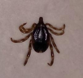 硬蜱 硬蜱