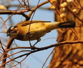 黑嘴樹獵雀 黑嘴樹獵雀