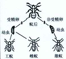 （圖）收割蟻