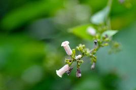 毛雞屎藤 毛雞屎藤