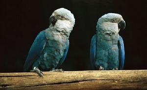 斯皮克斯金剛鸚鵡