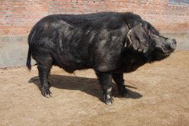 東北民豬 東北民豬