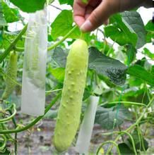 白玉黃瓜 白玉黃瓜