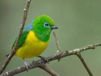 錐嘴唐納雀 錐嘴唐納雀