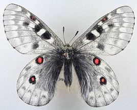 中亞麗絹蝶 中亞麗絹蝶