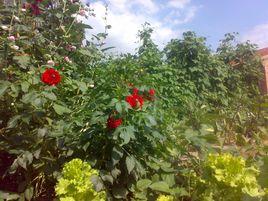 張西河鄉 張西河鄉