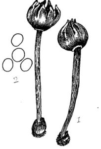 裂頂灰錘 裂頂灰錘