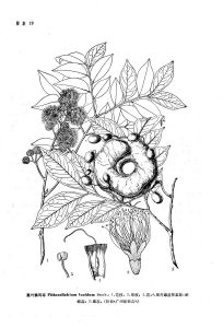 猴耳環屬 猴耳環屬