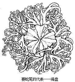 蔓蛇尾亞目 蔓蛇尾亞目