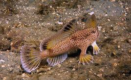 斑點疣躄 斑點疣躄