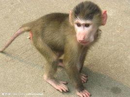 猴[靈長類動物]