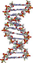 DNA結構，鹼基位於中心