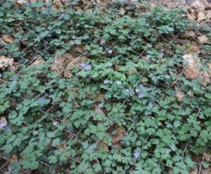 植物熊貓 植物熊貓