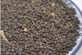 野料豆[豆目豆科植物]