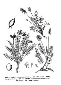 拉普蘭棘豆 拉普蘭棘豆