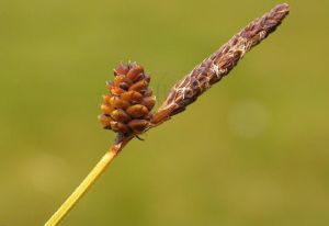 亞美薹草 亞美薹草