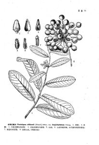 長柄瓜馥木 長柄瓜馥木