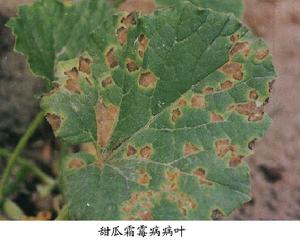 甜瓜霜霉病 甜瓜霜霉病