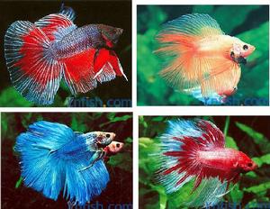 泰國鬥魚 Betta splendens