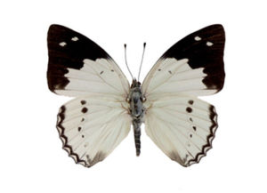 傲白蛺蝶 傲白蛺蝶