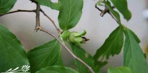 長苞紫莖 長苞紫莖