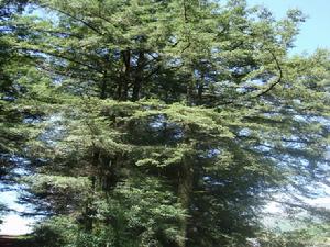 （圖）黃杉——國家二級保護樹種