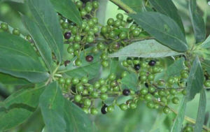 貢山木姜子 貢山木姜子