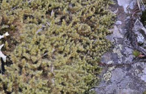 長枝砂蘚 長枝砂蘚