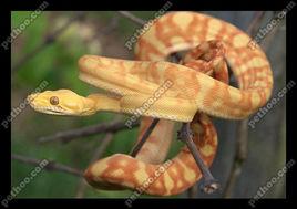 亞馬遜樹蟒 亞馬遜樹蟒