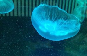 方水母目 方水母目