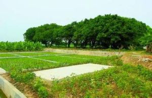 於林頭村 於林頭村