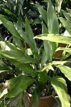 海南蜘蛛抱蛋 海南蜘蛛抱蛋