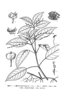 來源：中國植物志原版墨線圖