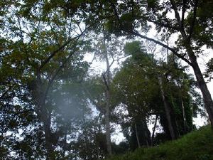 尤鄧村自然資源－生態林<a name="ref_&#91;4&#93;"></a>