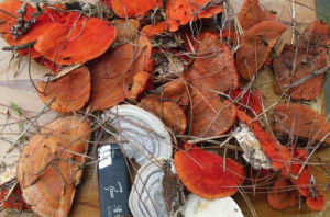 朱紅栓菌 朱紅栓菌