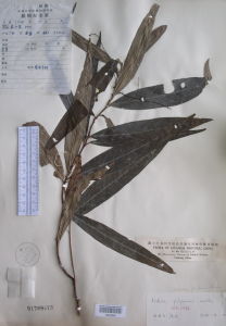 狹葉紫金牛 狹葉紫金牛