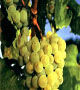 Trebbiano