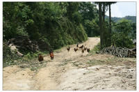 板場自然村通村道路