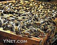 饒河東北黑蜂國家級自然保護區 饒河東北黑蜂國家級自然保護區