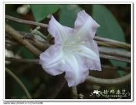 白鶴藤組 白鶴藤組