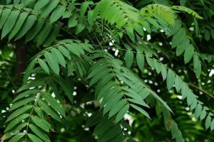 多花白頭樹 多花白頭樹