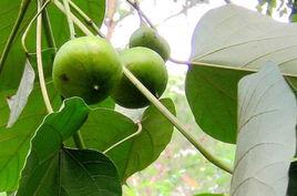 桐葉粑粑 桐葉粑粑