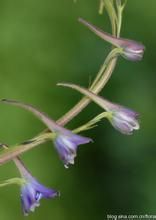 珠峰翠雀花 珠峰翠雀花