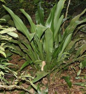 雲南蘭花蕉 雲南蘭花蕉