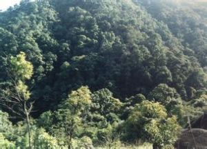俞坑常綠闊葉林自然保護區
