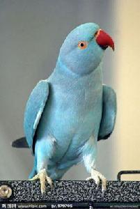 藍月輪鸚鵡 藍月輪鸚鵡