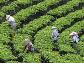 台茶1號 台茶1號