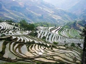 稻作農業 稻作農業