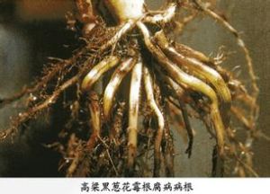 高粱彎孢霉穗腐病 高粱彎孢霉穗腐病