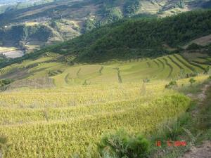 蒼巴席自然村特色產業-水稻種植